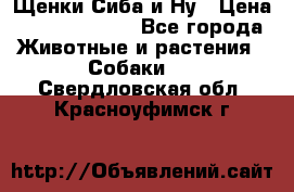 Щенки Сиба и Ну › Цена ­ 35000-85000 - Все города Животные и растения » Собаки   . Свердловская обл.,Красноуфимск г.